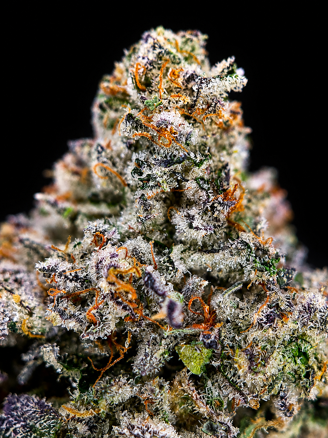 Formula 1 by G3 Cultivators Super Rare cannabis flower featuring gasoline, sweet pie, citrus, and 34 percent plus THC at Exotic Blooms Washington DC