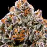 Formula 1 by G3 Cultivators Super Rare cannabis flower featuring gasoline, sweet pie, citrus, and 34 percent plus THC at Exotic Blooms Washington DC
