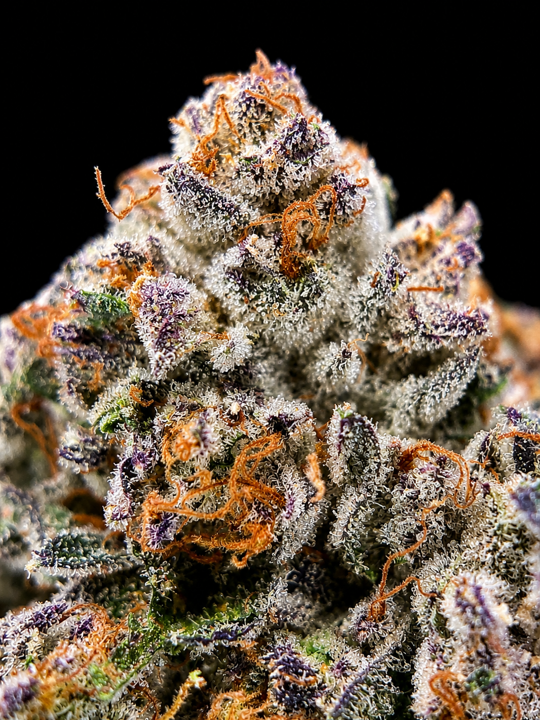 Formula 1 by G3 Cultivators Super Rare cannabis flower featuring gasoline, sweet pie, citrus, and 34 percent plus THC at Exotic Blooms Washington DC