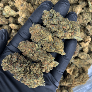 Gascotti Flash OZ Deal indoor cannabis flower by Exotic Blooms featuring Biscotti genetics and value-priced flower available for Washington DC cannabis delivery.