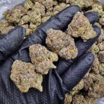 Gello Shotz hybrid cannabis flower with 29-31% THC available through Washington DC, Virginia, Maryland, and Richmond VA weed delivery
