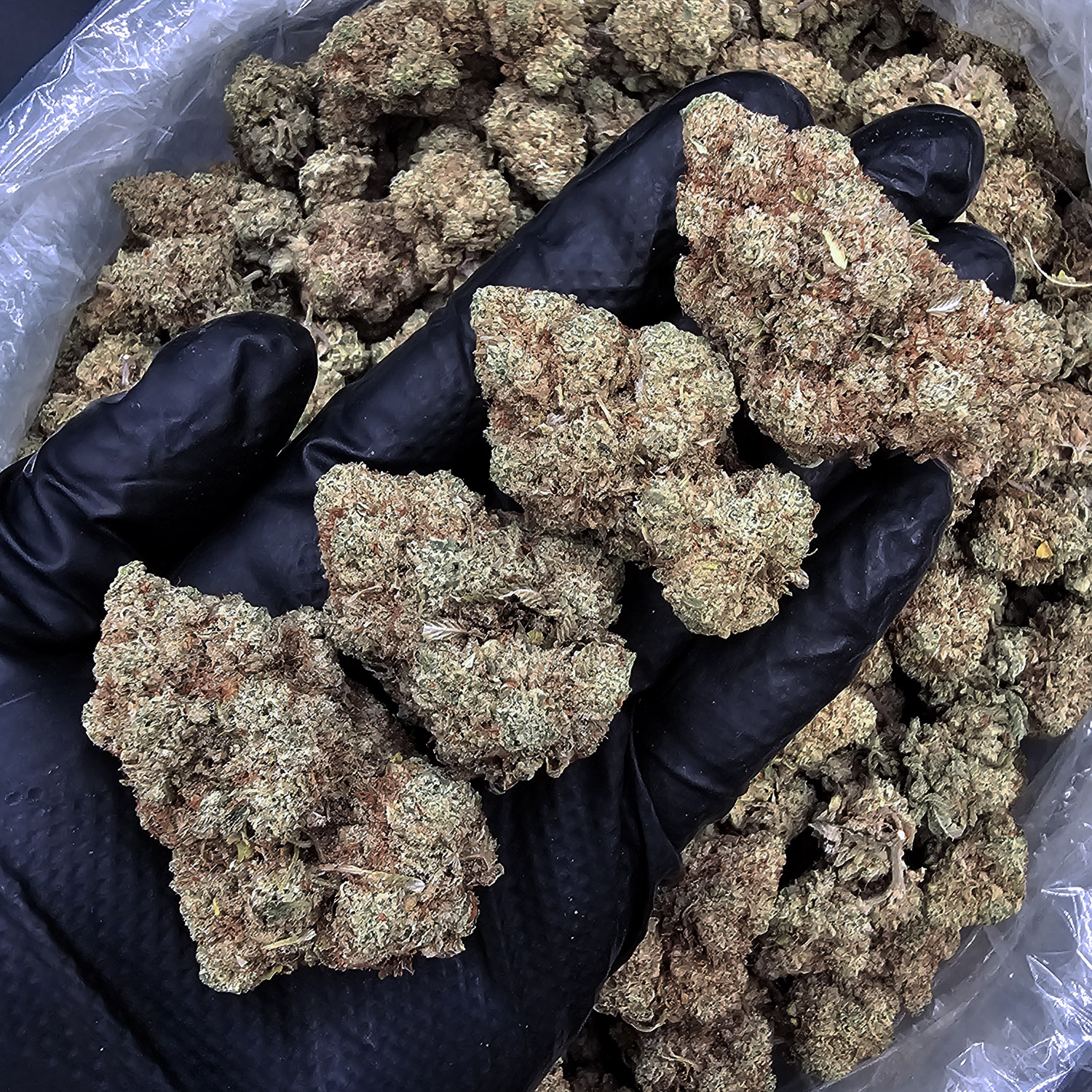 GG4 hybrid cannabis flower 30-33% THC available from Exotic Blooms in Washington DC Virginia Maryland and Richmond VA