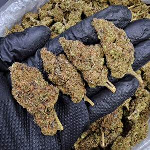 GovernMint Oasis Hybrid cannabis flower 27–30% THC available from Exotic Blooms in Washington DC, Virginia, Maryland, and Richmond VA.