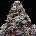 High Octane OG indica-dominant hybrid cannabis flower 28-31% THC available in Washington DC Virginia Maryland and Richmond VA