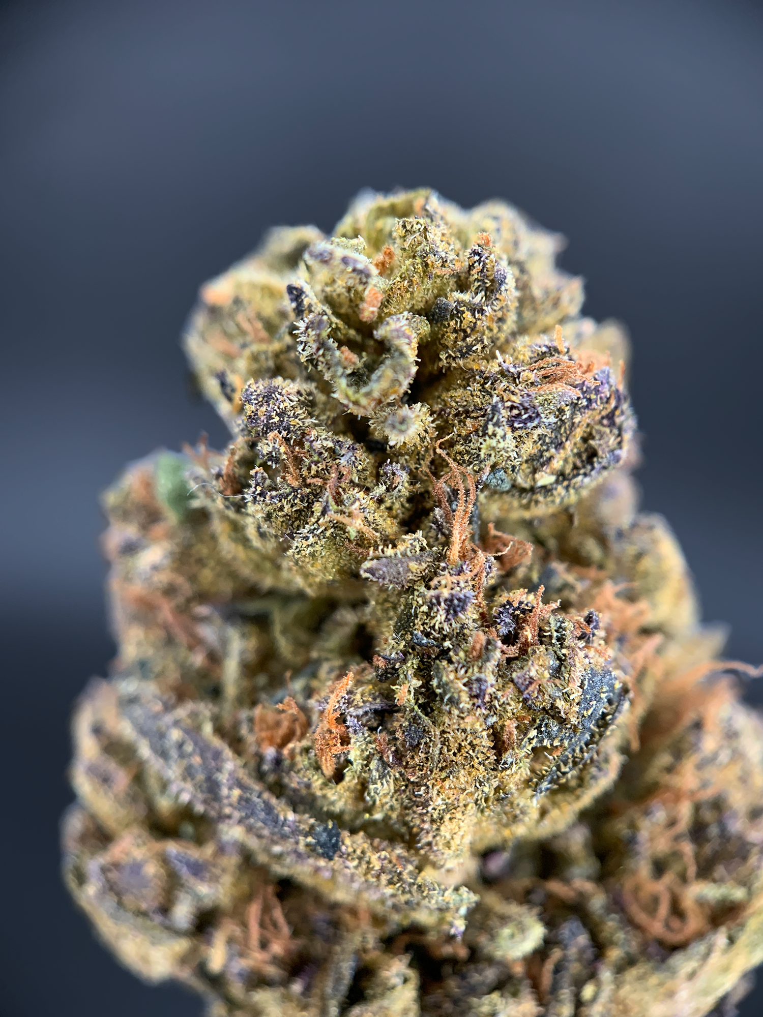 Ice Cream Cake Flash OZ Deal indoor cannabis flower featuring Wedding Cake and Gelato 33 genetics from Exotic Blooms Washington DC.