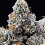 LA Pop Rockz cannabis flower featuring dense trichome-covered buds with sweet candy gas terpenes available through Exotic Blooms Washington DC cannabis delivery