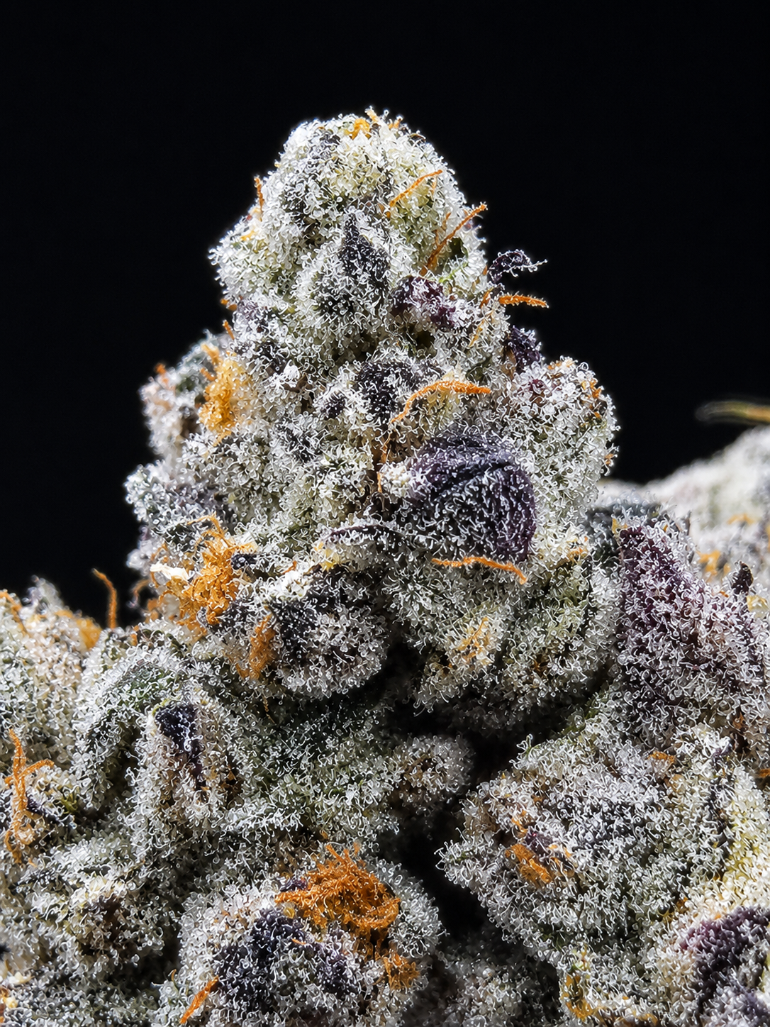 LA Pop Rockz cannabis flower featuring dense trichome-covered buds with sweet candy gas terpenes available through Exotic Blooms Washington DC cannabis delivery