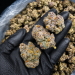 LA Pop Rockz cannabis flower featuring dense trichome-covered buds with sweet candy gas terpenes available through Exotic Blooms Washington DC cannabis delivery