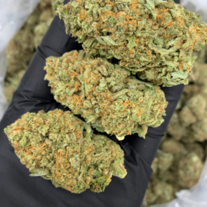MAC N Jack cannabis flower featuring MAC 1 x Jack Herer genetics with dense trichome coverage, loud pine citrus terpenes, and balanced hybrid effects available through Exotic Blooms Washington DC weed delivery