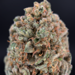 MAC N Jack cannabis flower featuring MAC 1 x Jack Herer genetics with dense trichome coverage, loud pine citrus terpenes, and balanced hybrid effects available through Exotic Blooms Washington DC weed delivery