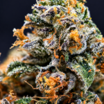 Purple Chemdawg by G3 Cultivators Super Rare indica-leaning hybrid cannabis flower featuring diesel, grape, earthy kush, and 30 percent plus THC at Exotic Blooms Washington DC