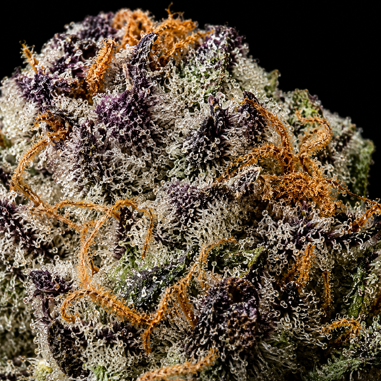 Red Sharpie by G3 Cultivators featuring dense trichome-covered buds with loud gas terpenes available through Exotic Blooms Washington DC cannabis delivery