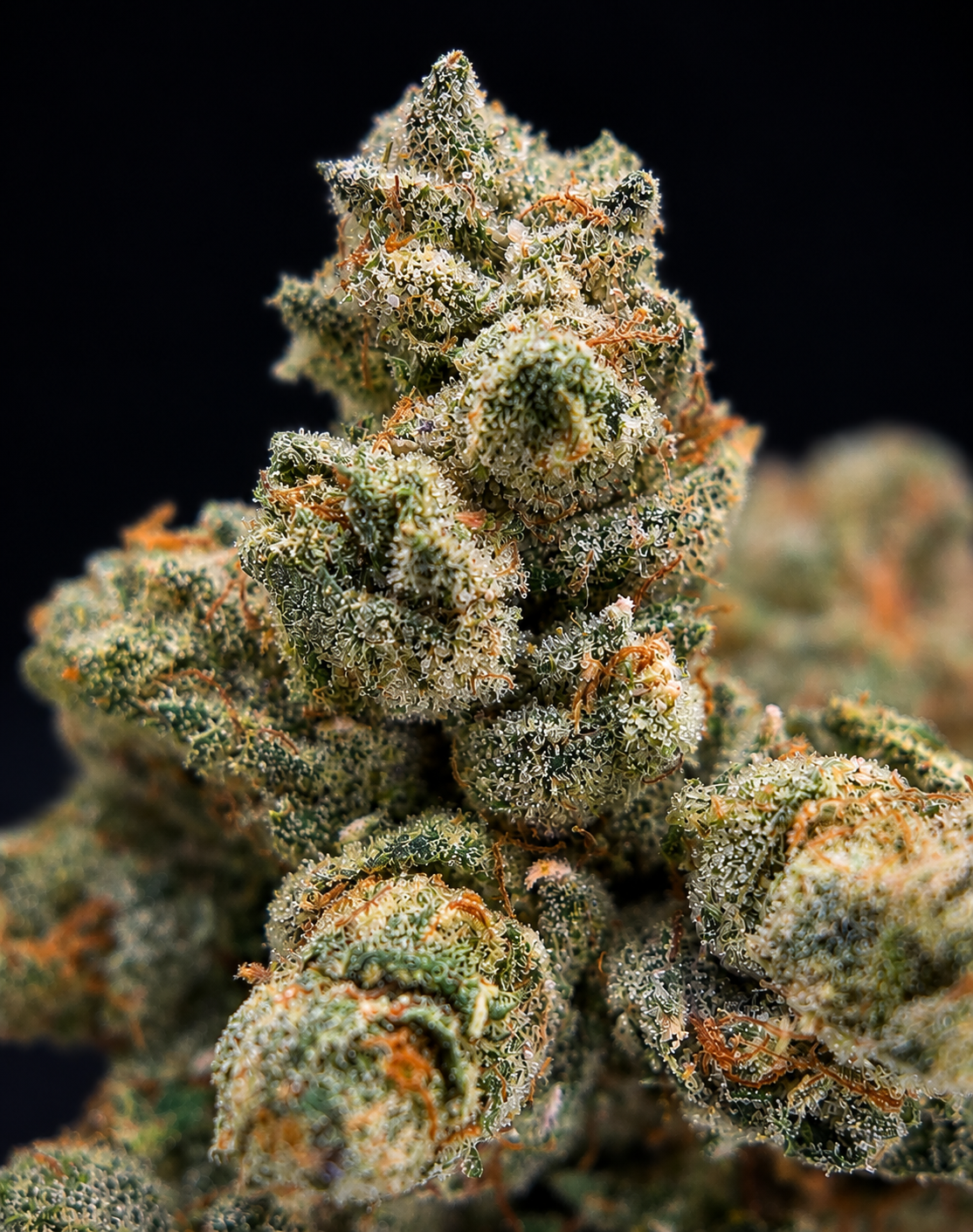 The ONE OG by West Coast Cure and G3 Cultivators featuring fresh April 2026 harvested OG flower with dense trichome coverage and loud classic gas terpenes available through Exotic Blooms Washington DC cannabis delivery