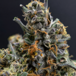 Natural language description including G3 Cultivators, Super Rare, tropical flavors, and 30%+ THC. This gives the best balance of SEO, GEO, and image-search relevance without looking spammy.