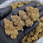 Candy Candy Sativa Hybrid 29-31% THC cannabis flower Exotic Blooms Washington DC Virginia Maryland Richmond VA