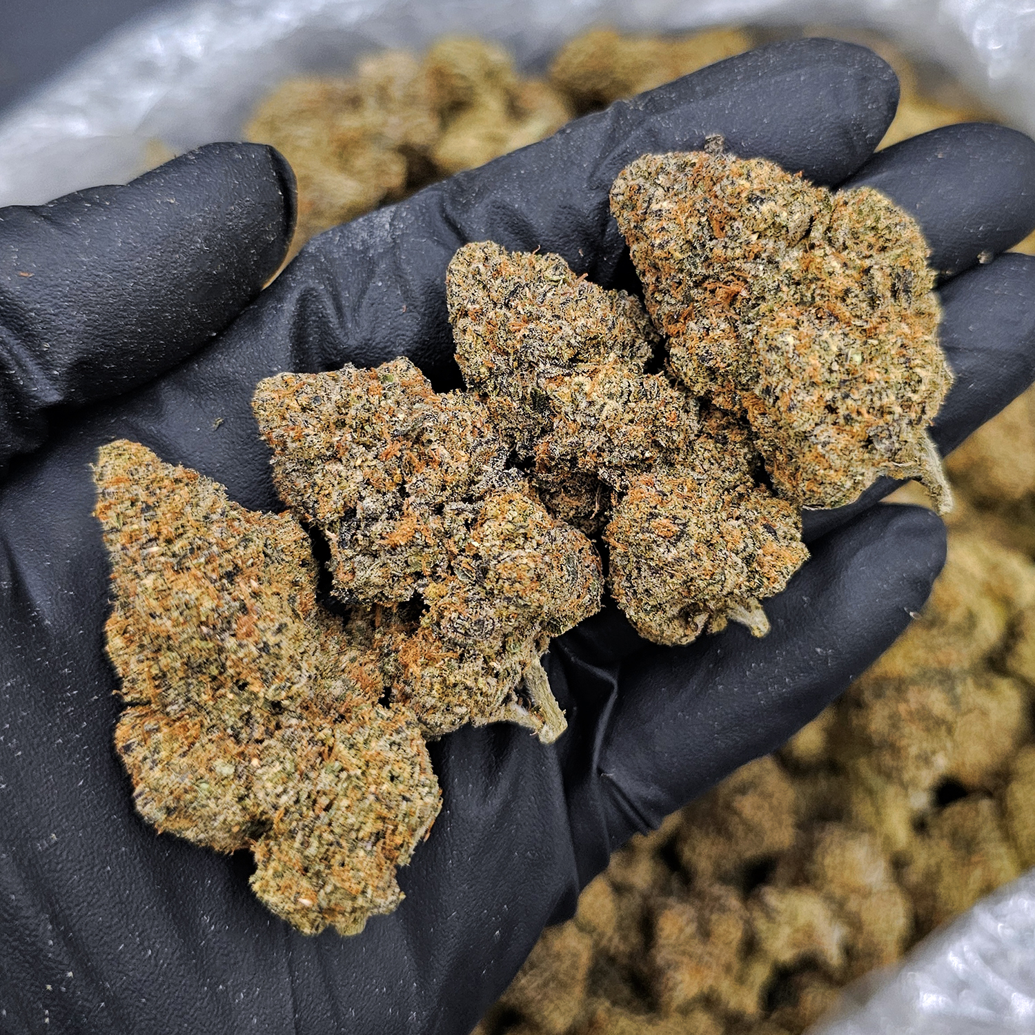 Candy Candy Sativa Hybrid 29-31% THC cannabis flower Exotic Blooms Washington DC Virginia Maryland Richmond VA