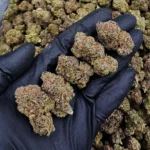 Devil Runtz Sativa flower with 29–31% THC available from Exotic Blooms for Washington DC, Virginia, Maryland, and Richmond VA weed delivery.