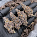 Mendocino Cherries Indica-Dominant Hybrid 30%+ THC cannabis flower Exotic Blooms Washington DC Virginia Maryland Richmond VA