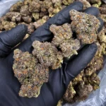 Starburst Kush indica-dominant hybrid flower with 29–33% THC from Exotic Blooms available for weed delivery in Washington DC, Virginia, Maryland, and Richmond VA.