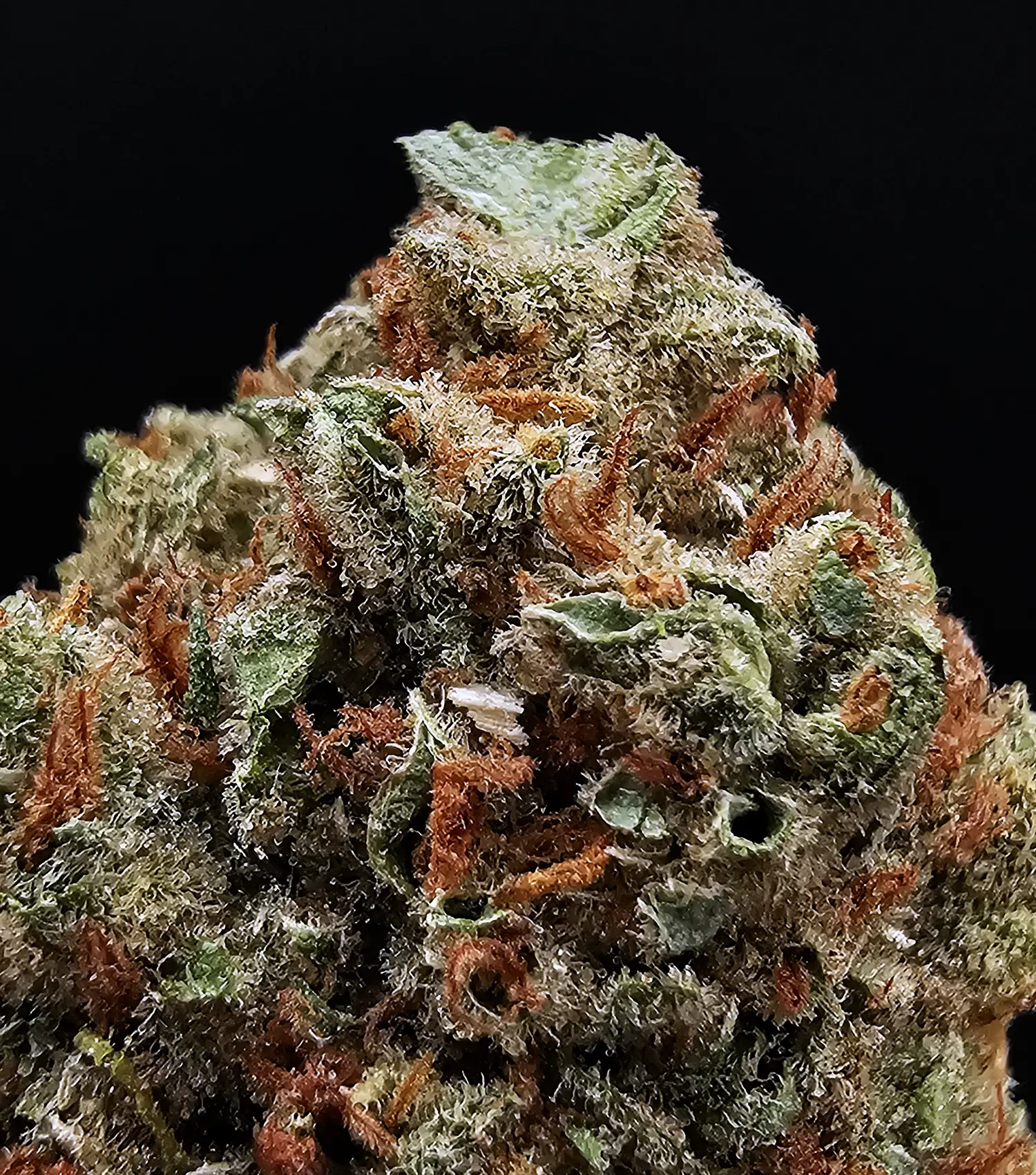 Super Silver Jack Sativa-Dominant Hybrid flower with approximately 28% THC available from Exotic Blooms for weed delivery in Washington DC, Virginia, Maryland, and Richmond VA.