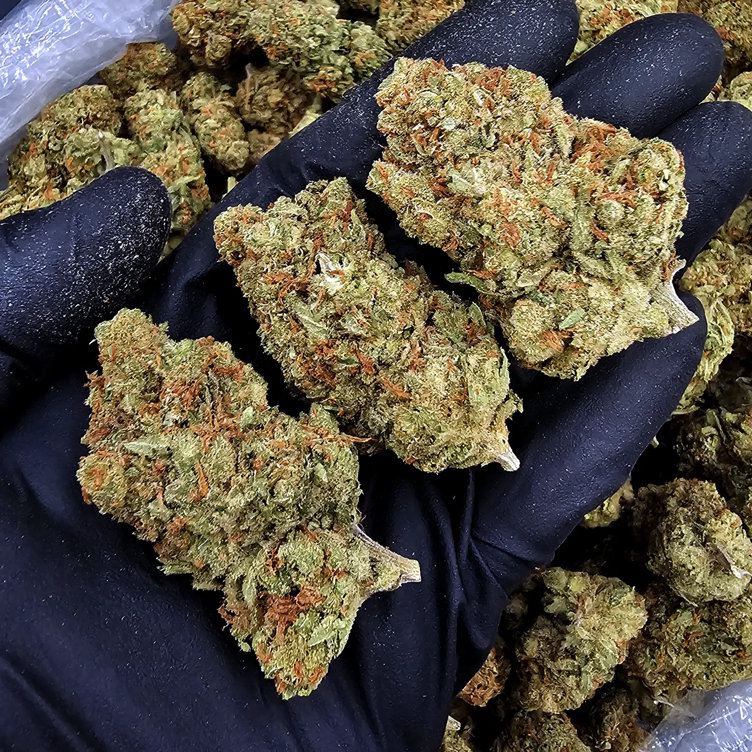 Super Silver Jack Sativa-Dominant Hybrid flower with approximately 28% THC available from Exotic Blooms for weed delivery in Washington DC, Virginia, Maryland, and Richmond VA.