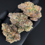 Tropical Milk by G3 Cultivators Super Rare balanced hybrid cannabis flower testing at 33%+ THC. California boutique flower featuring dense trichome-covered buds with tropical fruit, creamy vanilla, and sweet milk aromas available at Exotic Blooms.
