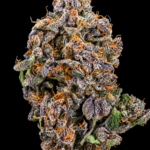 Tropical Milk by G3 Cultivators Super Rare balanced hybrid cannabis flower testing at 33%+ THC. California boutique flower featuring dense trichome-covered buds with tropical fruit, creamy vanilla, and sweet milk aromas available at Exotic Blooms.