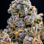 Tropical Milk by G3 Cultivators Super Rare balanced hybrid cannabis flower testing at 33%+ THC. California boutique flower featuring dense trichome-covered buds with tropical fruit, creamy vanilla, and sweet milk aromas available at Exotic Blooms.