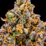 Tropical Milk by G3 Cultivators Super Rare balanced hybrid cannabis flower testing at 33%+ THC. California boutique flower featuring dense trichome-covered buds with tropical fruit, creamy vanilla, and sweet milk aromas available at Exotic Blooms.