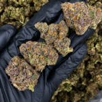 Frosty purple Cut Throat Kandy flower with sugary vanilla-cake flavor available in Northern Virginia