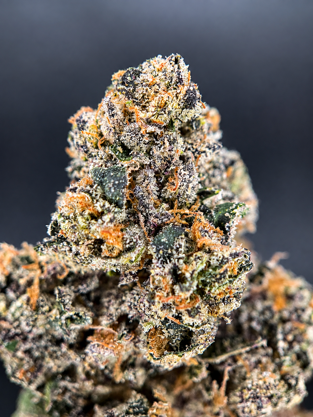 Frosty purple Cut Throat Kandy flower with sugary vanilla-cake flavor available in Northern Virginia