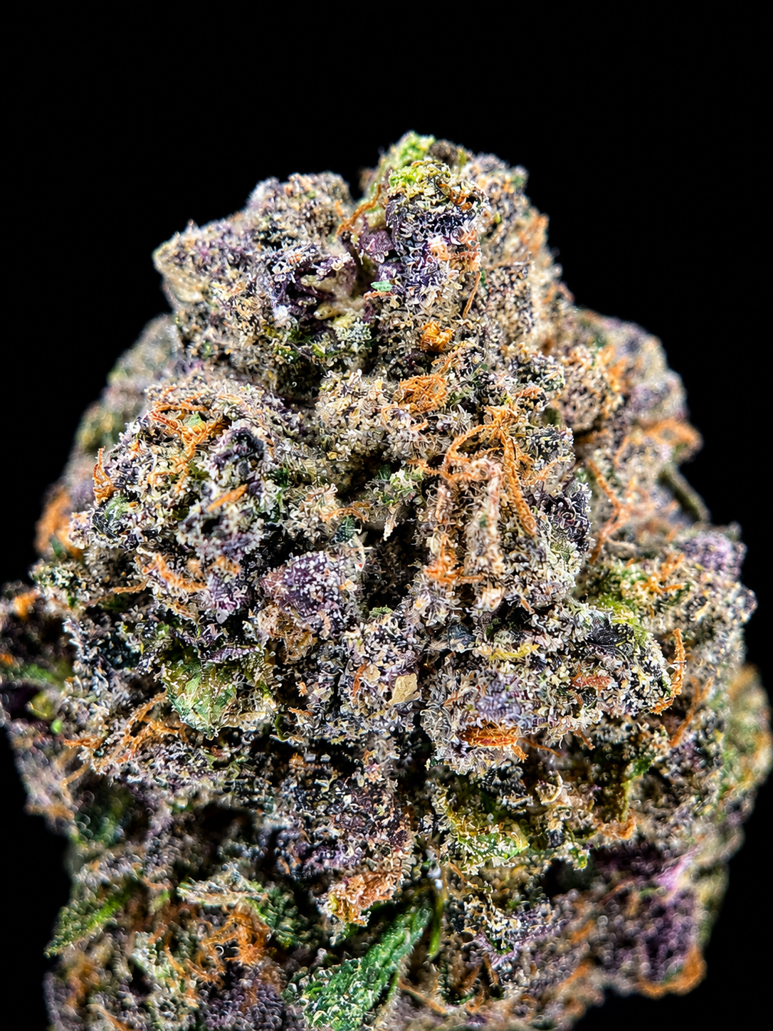 Frosty purple Cut Throat Kandy flower with sugary vanilla-cake flavor available in Northern Virginia