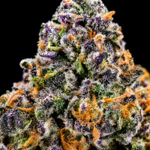 Premium Purple Jealousy flower buds by Exotic Blooms, showcasing dense trichomes and purple hues, perfect for connoisseurs in DC and Virginia.