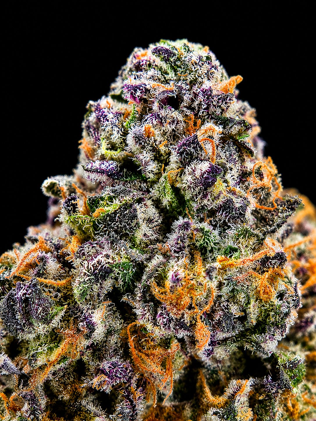 Premium Purple Jealousy flower buds by Exotic Blooms, showcasing dense trichomes and purple hues, perfect for connoisseurs in DC and Virginia.