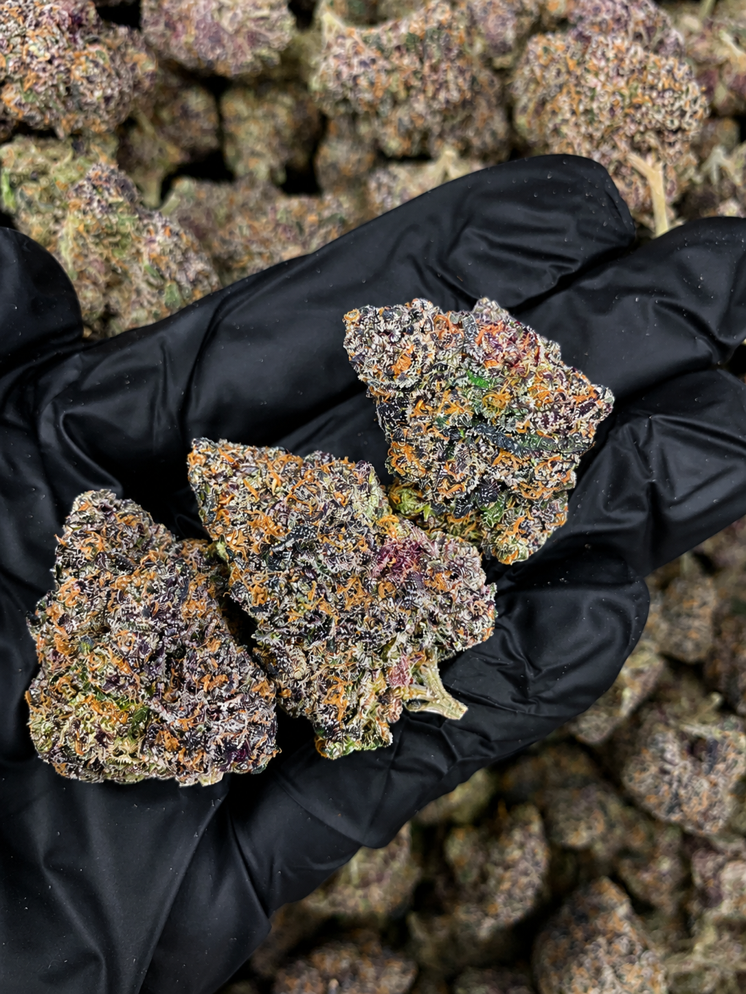 Premium Purple Jealousy flower buds by Exotic Blooms, showcasing dense trichomes and purple hues, perfect for connoisseurs in DC and Virginia.
