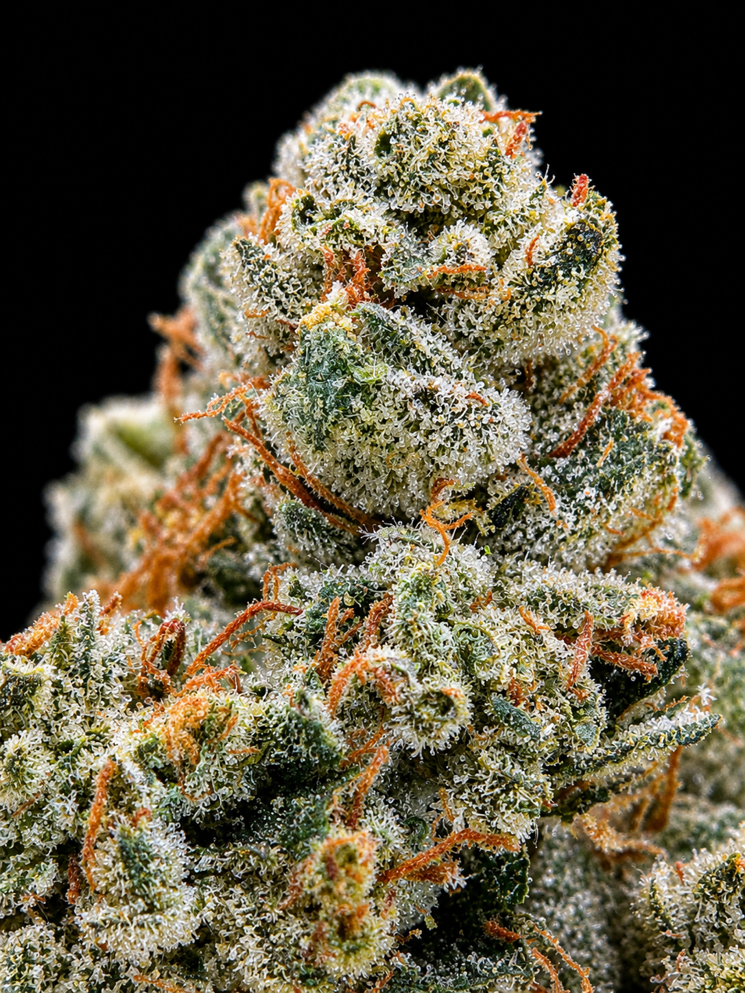 Premium indoor Headband OG hybrid flower with frosty green buds and orange pistils available for Northern Virginia weed delivery