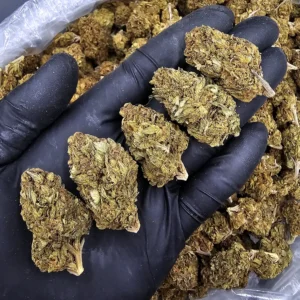 Spice Girls hybrid cannabis flower with 23–27% THC from Exotic Blooms available for weed delivery in Washington DC, Virginia, Maryland, and Richmond VA.