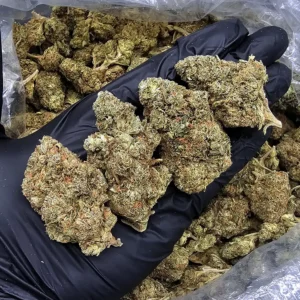 Tropicana Cherry sativa hybrid cannabis flower with 22–26% THC from Exotic Blooms available for weed delivery in Washington DC, Virginia, Maryland, and Richmond VA.