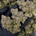 Umami Butter by Maven Genetics Super Rare indica-dominant flower available in Washington DC and Virginia