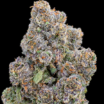 Umami Butter by Maven Genetics Super Rare indica-dominant flower available in Washington DC and Virginia