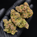 Zours by G3 Cultivators Super Rare balanced hybrid cannabis flower testing at 32%+ THC. California boutique flower with dense trichome-covered buds, loud sour candy terpenes, creamy gas aroma, and premium resin production available at Exotic Blooms.