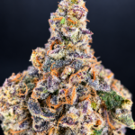 Massive trichome-covered Blueberry Sugar nugs by G3 Cultivators, a 30%+ THC Super Rare hybrid available for Virginia cannabis delivery
