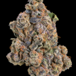 Massive trichome-covered Blueberry Sugar nugs by G3 Cultivators, a 30%+ THC Super Rare hybrid available for Virginia cannabis delivery