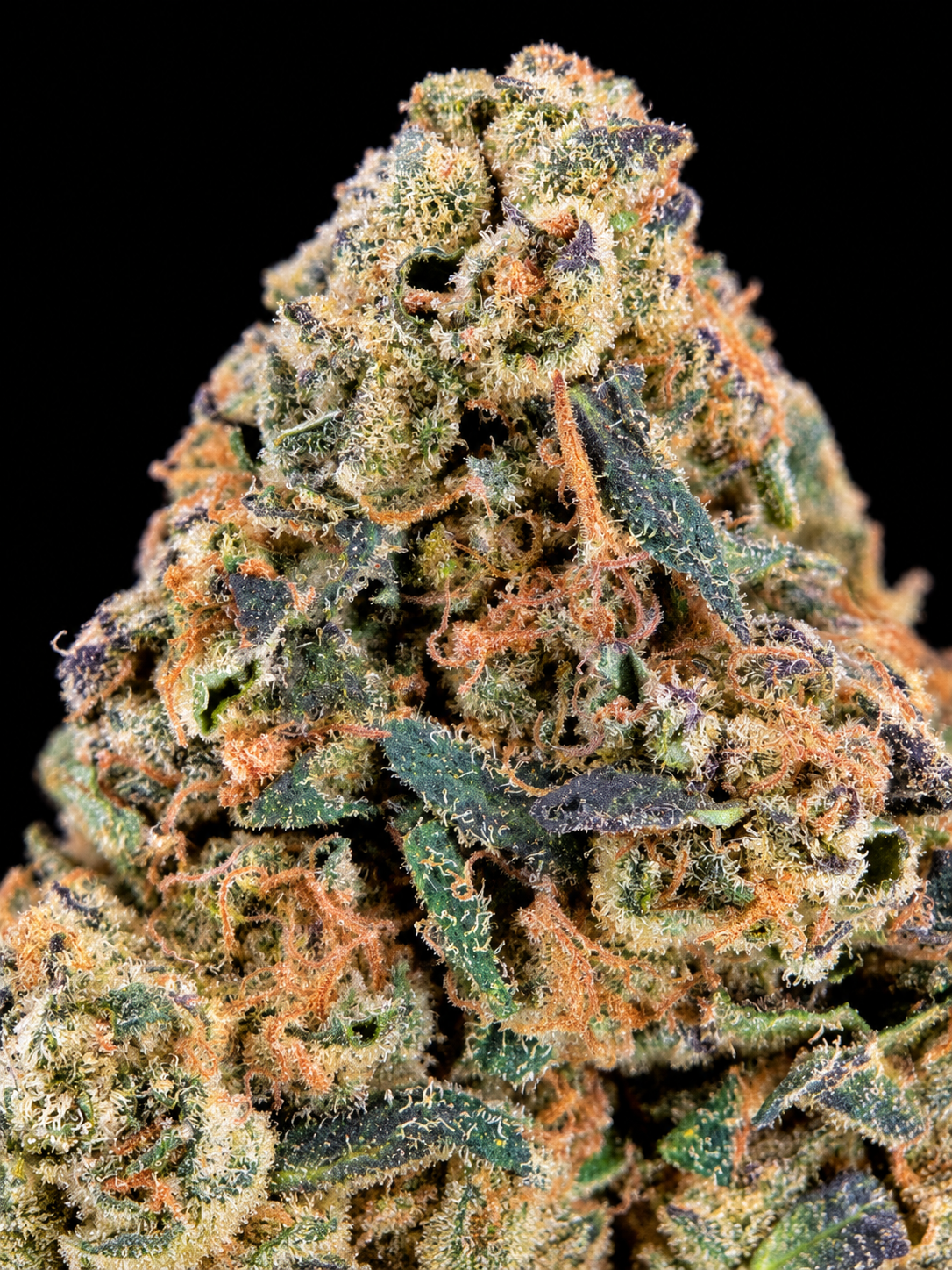 Electric Cherry premium indoor sativa-dominant flower with dense colorful nugs, orange pistils and crystalline trichomes available for Virginia weed delivery