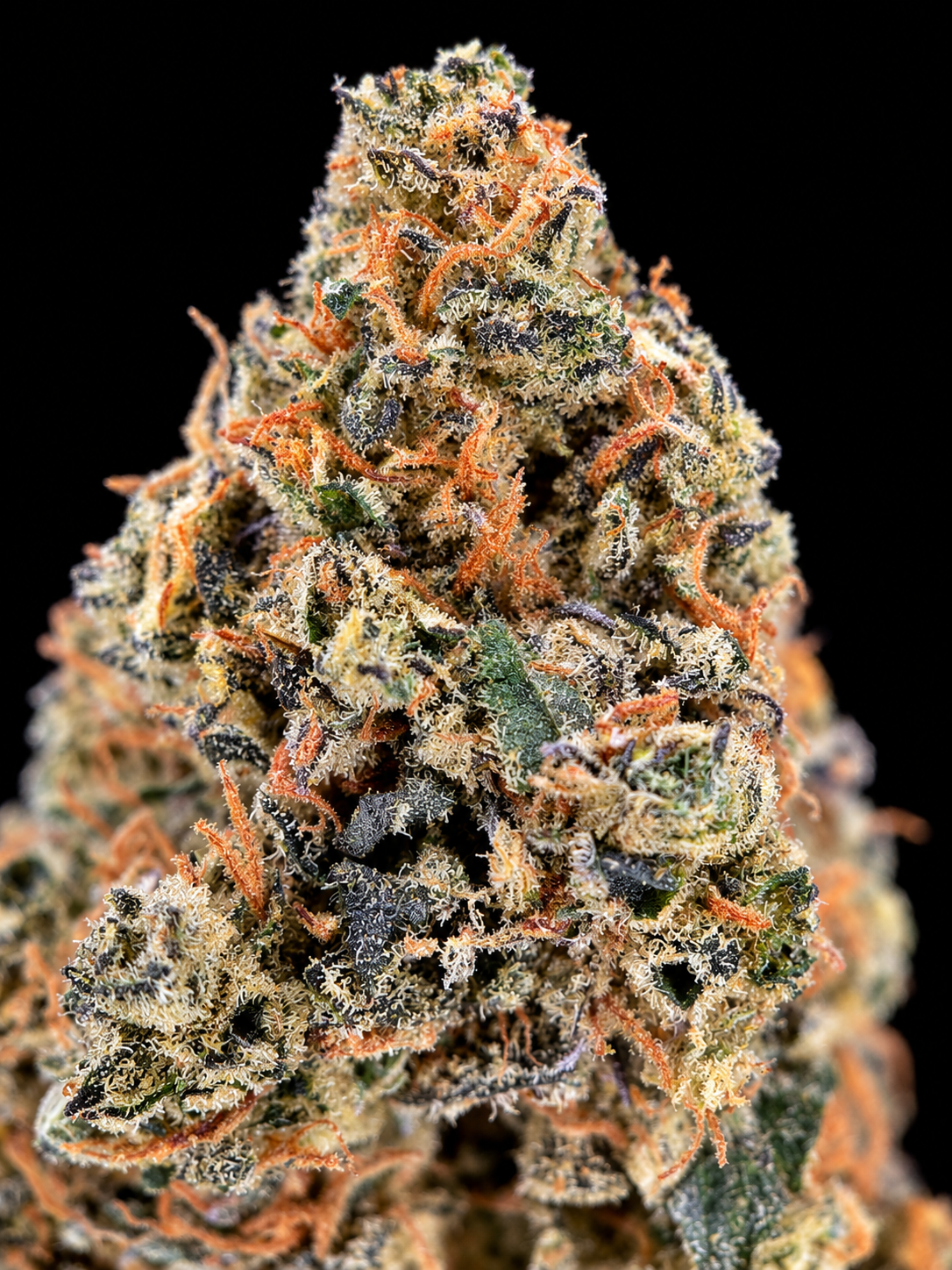 Green Crack sativa-dominant flower with dense green nugs, orange pistils and sparkling trichomes available as an Exotic Blooms Oz Deal for Virginia weed delivery