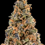 Green Crack sativa-dominant flower with dense green nugs, orange pistils and sparkling trichomes available as an Exotic Blooms Oz Deal for Virginia weed delivery
