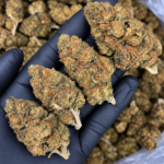 OG Loto properly stored aged indoor balanced hybrid flower available as an Exotic Blooms Flash Oz Deal for Washington DC and Virginia delivery