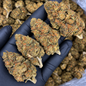 OG Loto properly stored aged indoor balanced hybrid flower available as an Exotic Blooms Flash Oz Deal for Washington DC and Virginia delivery