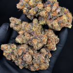 Purple and green P85 flower by G3 Cultivators with orange pistils and dense trichomes available for Virginia weed delivery
