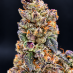 Purple and green P85 flower by G3 Cultivators with orange pistils and dense trichomes available for Virginia weed delivery